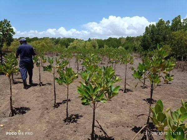 Forêt de mangrove plantée